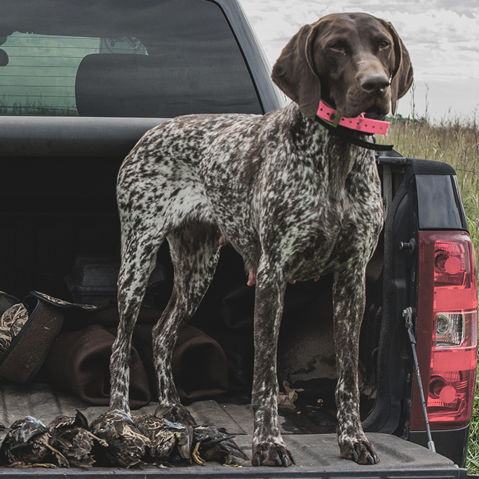 Eukanuba and BHA Launch Corporate Partnership