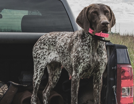 Eukanuba and BHA Launch Corporate Partnership