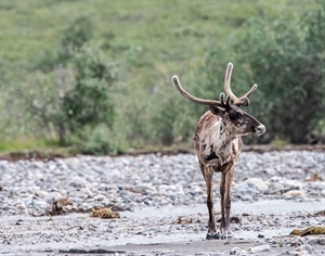Businesses and Groups Unite to Advocate for Alaska’s Far North