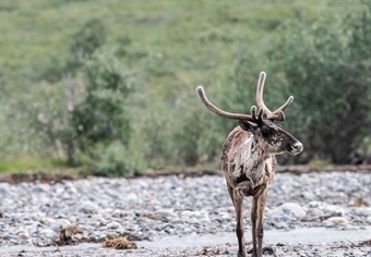 Businesses and Groups Unite to Advocate for Alaska’s Far North
