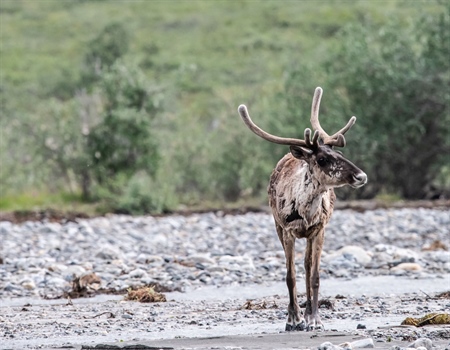 Businesses and Groups Unite to Advocate for Alaska’s Far North