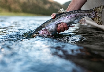 Support Selenium Standards for Lake Koocanusa & the Kootenai River