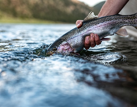 Support Selenium Standards for Lake Koocanusa & the Kootenai River