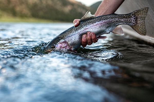 Support Selenium Standards for Lake Koocanusa & the Kootenai River