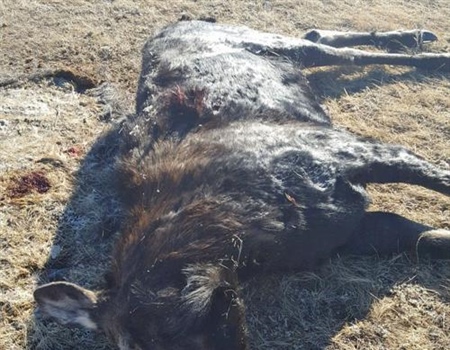 Montana BHA Offers $1,000 Reward in Moose Poaching Case