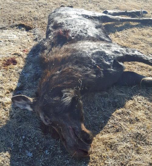 Montana BHA Offers $1,000 Reward in Moose Poaching Case