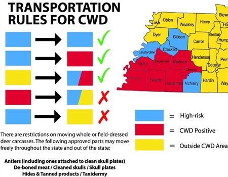 CWD In Tennessee: How Hunters Can Help