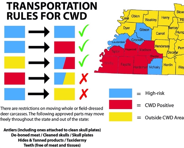 CWD In Tennessee: How Hunters Can Help