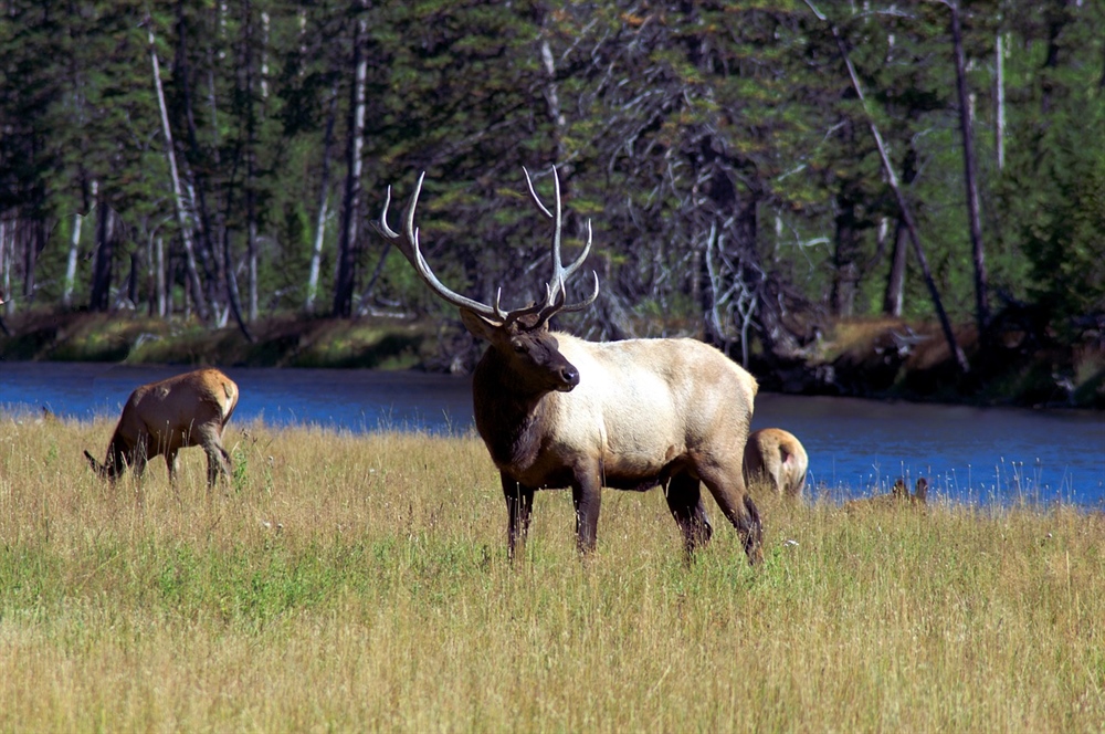 BC Chapter Joins Wildlife Conservation Coalition for BC Election