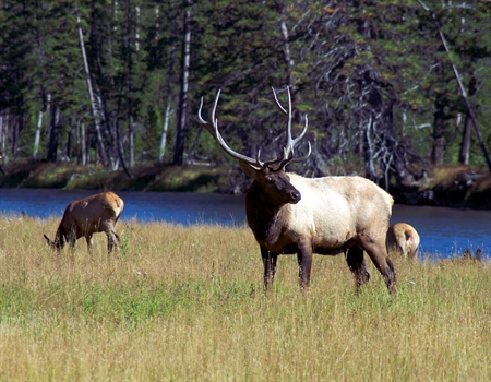 BC Chapter Joins Wildlife Conservation Coalition for BC Election