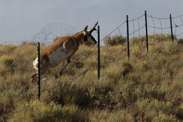 Idaho chapter contributes $5,000 to wildlife friendly fence modification in high priority migration corridor
