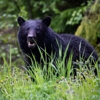 Take action to preserve New Jersey bear hunt