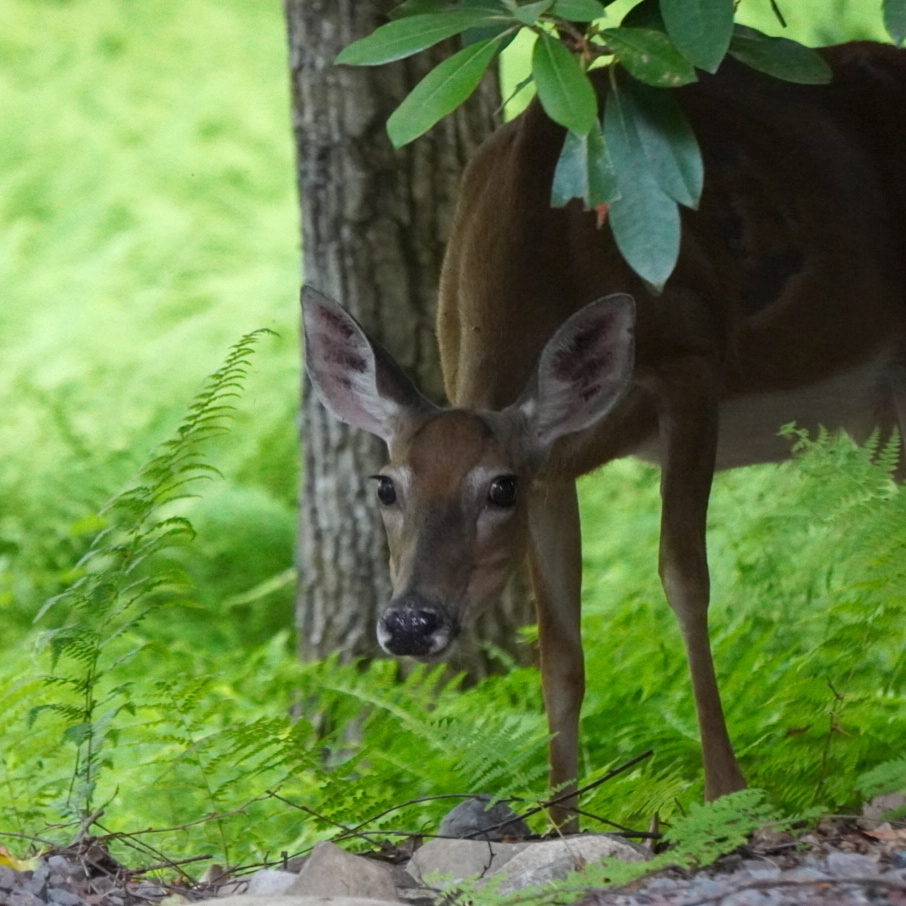 Pennsylvania: BHA vs. CWD encourages hunters to get deer tested