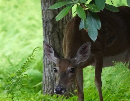 Pennsylvania: BHA vs. CWD encourages hunters to get deer tested
