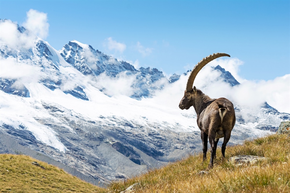 Considering the Ethics of Trophy Hunting: Part 2