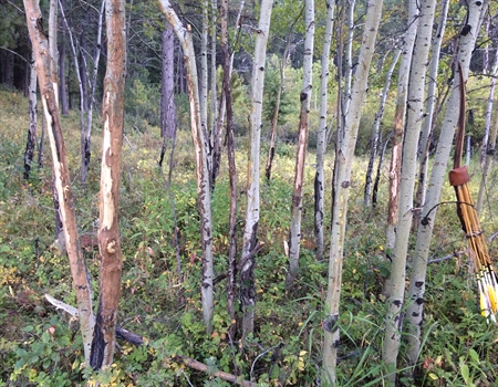 Montana BHA Supports WMA Acquisition in Snowy Mountains