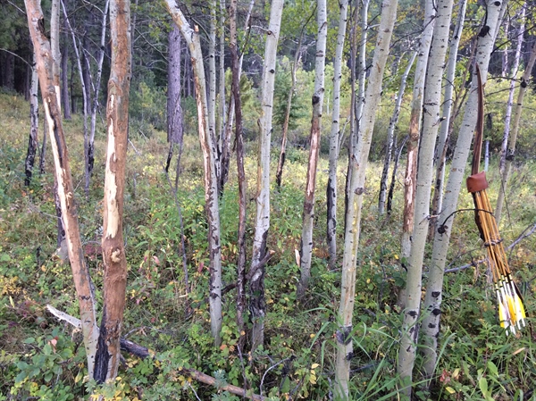 Montana BHA Supports WMA Acquisition in Snowy Mountains