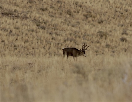 Take Action to Protect Critical Idaho Winter Range