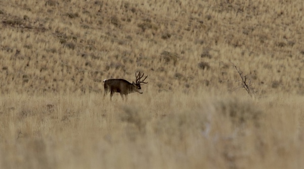 Take Action to Protect Critical Idaho Winter Range