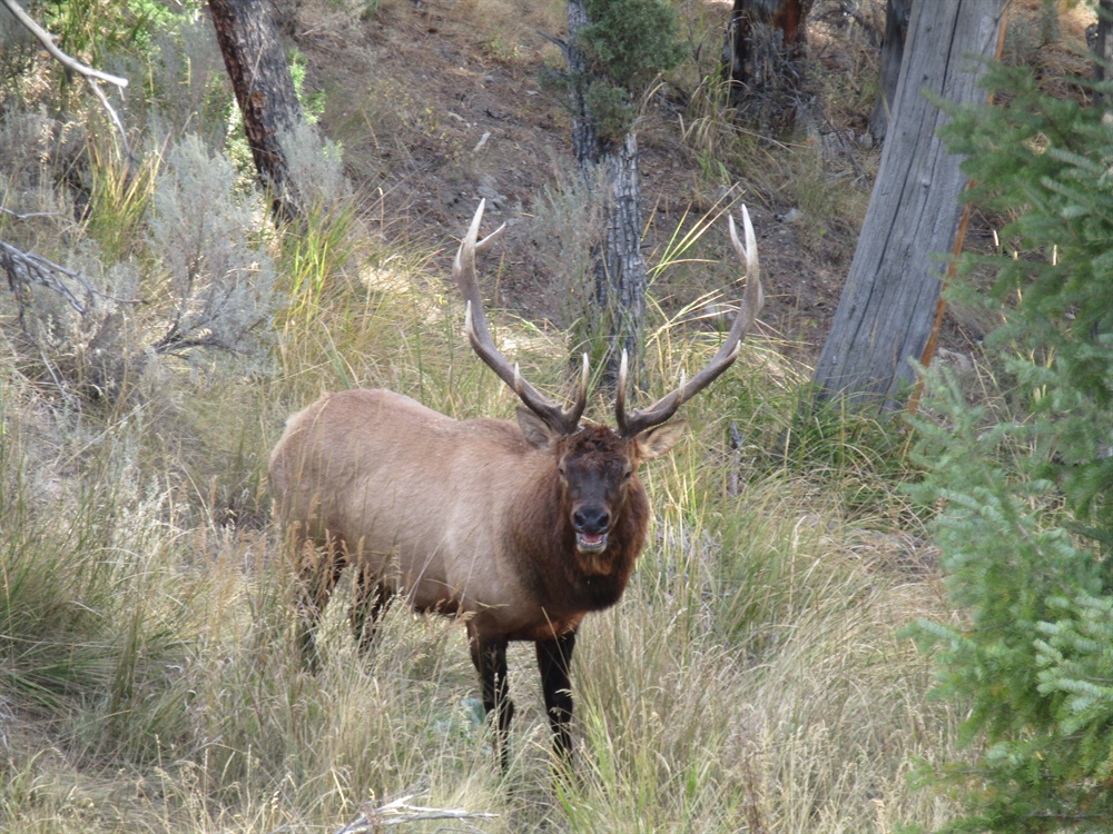 Colorado Elk Hunting: Showing Up    (Physically Fit) Is Half The Battle    (& The Easy Half)