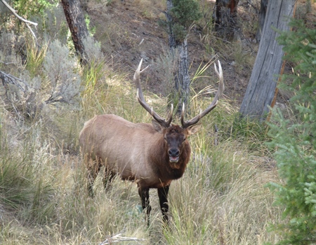Colorado Elk Hunting: Showing Up    (Physically Fit) Is Half The Battle    (& The Easy Half)