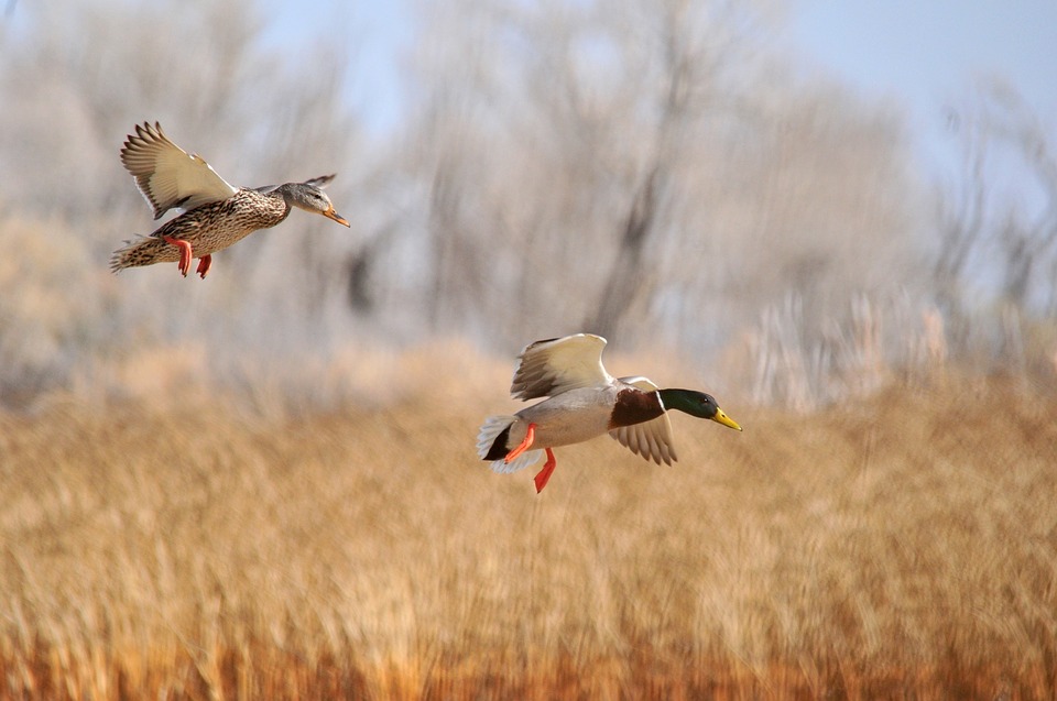 Sportsmen and Women Unite to Keep  Arkansas Public Lands Publicly Accessible
