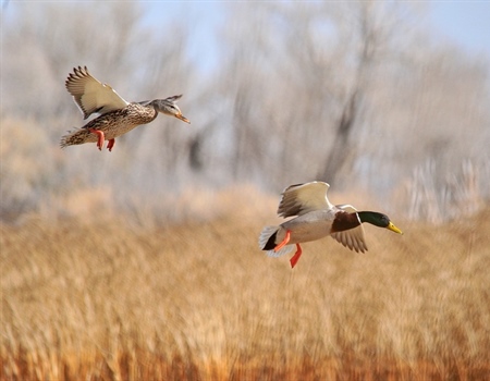 Sportsmen and Women Unite to Keep  Arkansas Public Lands Publicly Accessible
