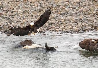 House passes Great American Outdoors Act; bill now awaits Trump's signature