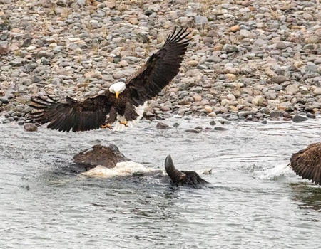 House passes Great American Outdoors Act; bill now awaits Trump's signature