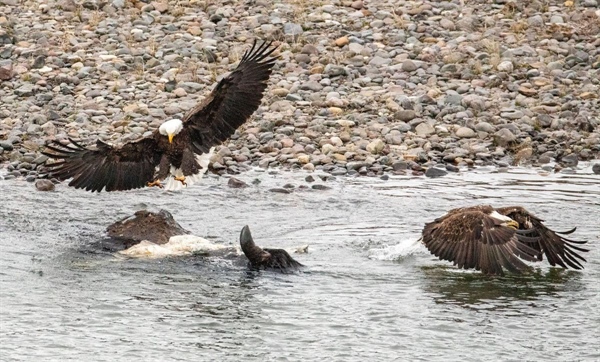 House passes Great American Outdoors Act; bill now awaits Trump's signature