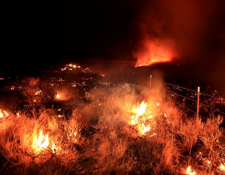 Hunters: Stop the Weeds from Burning Up the West’s Wildlife!