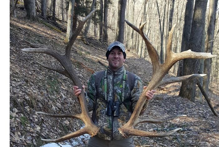 Pennsylvania's elk are thriving; License apps close July 31
