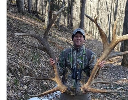 Pennsylvania's elk are thriving; License apps close July 31