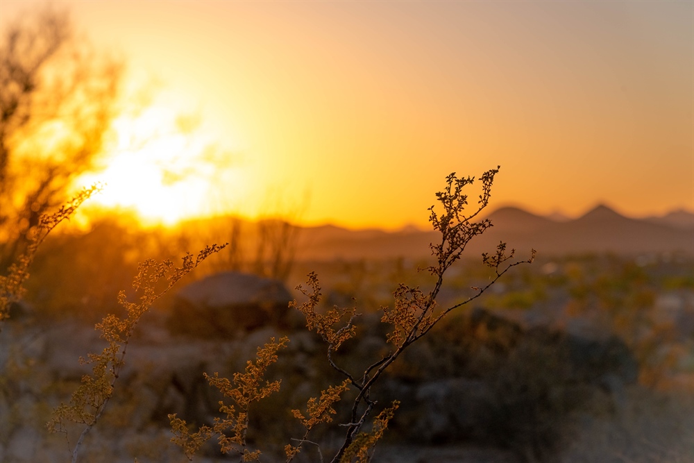July 2020 AZ BHA Newsletter