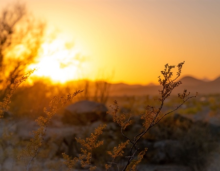July 2020 AZ BHA Newsletter