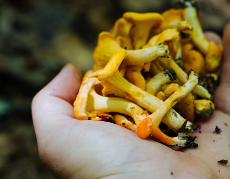 How to find and cook chanterelle mushrooms