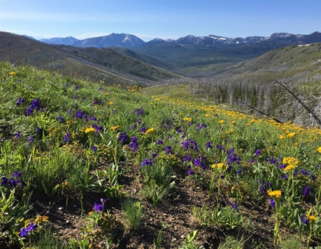Federal appeals court upholds cancellation of Badger-Two Medicine oil, gas leases