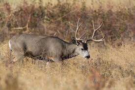 California Big Game Drawing Overview - Deer