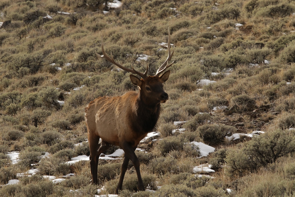 Idaho BHA comments on expansion of access to National Wildlife Refuges