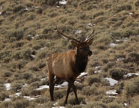 Idaho BHA comments on expansion of access to National Wildlife Refuges
