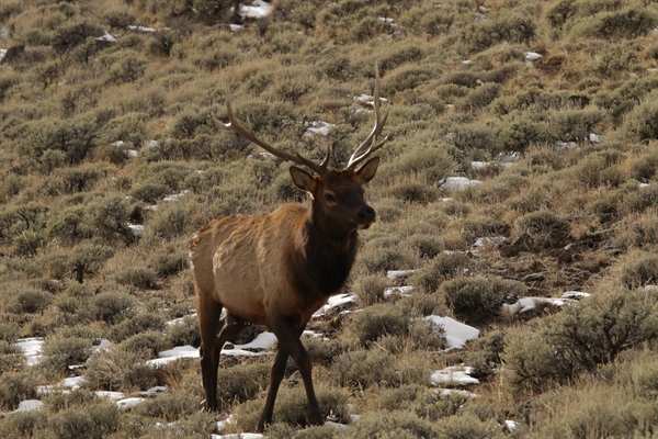 Idaho BHA comments on expansion of access to National Wildlife Refuges