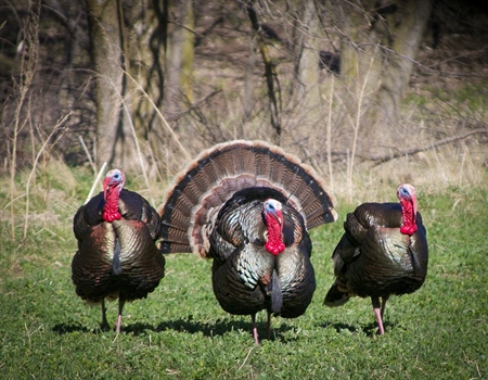 The Reality of Hunting Dreams
