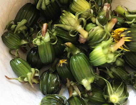 A Beginner’s Guide to Foraging Spring Greens