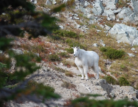 Montana Take Action: Nez Perce-Clearwater Forest Plan Revision