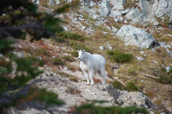 Montana Take Action: Nez Perce-Clearwater Forest Plan Revision
