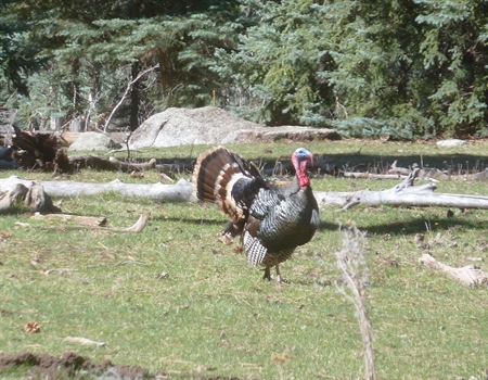 Mountain Merriam’s Chess Match