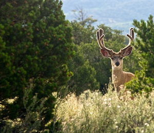 Colorado State Trust Land Access Report and Access Guide