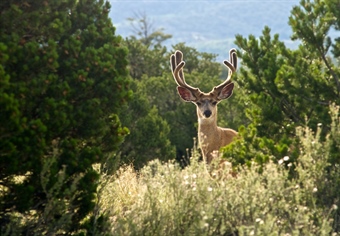 Colorado State Trust Land Access Report and Access Guide