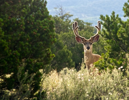 Colorado State Trust Land Access Report and Access Guide