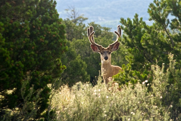 Colorado State Trust Land Access Report and Access Guide